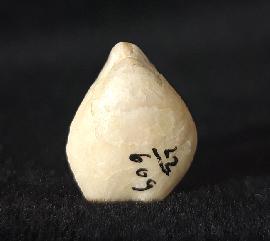 Sonstige - Brachiopoden - Zeilleria moisseievi DAGYS 1963